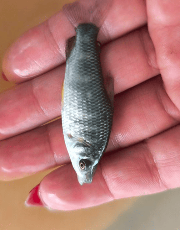 Boga