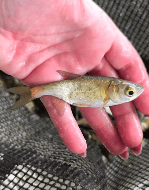 Carpa Cabezona