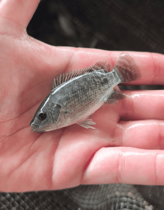 Tilapia
